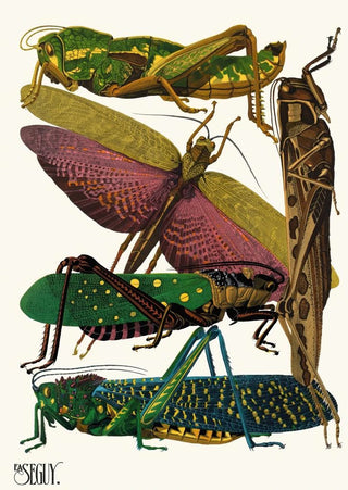 EmileAllain Sguy - Insectes Pl18.webp