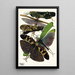Insectos Pl19 - Émile-Allain Séguy — cuadro enmarcado en la pared