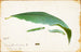 Chenille de Feuille de Hêtre Non Tachée, Étude pour le Livre Concealing Coloration in the Animal Kingdom - Emma Beach Thayer — artwork view