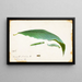Chenille de Feuille de Hêtre Non Tachée, Étude pour le Livre Concealing Coloration in the Animal Kingdom - Emma Beach Thayer — framed artwork on a wall