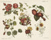 Flores - Emrik Binger — vista de la obra