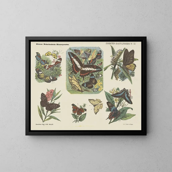 Insectos mariposas diurnas - Emrik Binger — cuadro enmarcado en la pared