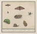 Conjunto de historia natural no 4, 4 Hoja de mezcla - Anselmus Botius de Boodt — vista de la obra