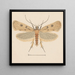 Entomología acuarela Pl133 - George Hudson — cuadro enmarcado en la pared