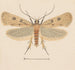 Entomología acuarela Pl133 - George Hudson — vista de la obra