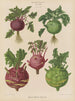 Kohl Rabi o colinabo - Ernst Benary — vista de la obra