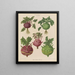 Kohl Rabi o colinabo - Ernst Benary — cuadro enmarcado en la pared