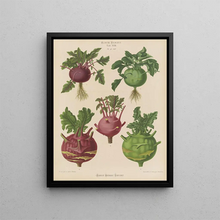 Ernst Benary - Kohl Rabi or Turniprooted Cabbage.webp