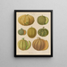 Melones - Ernst Benary — cuadro enmarcado en la pared