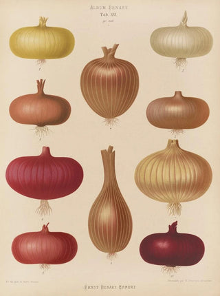 Ernst Benary - Onion.webp