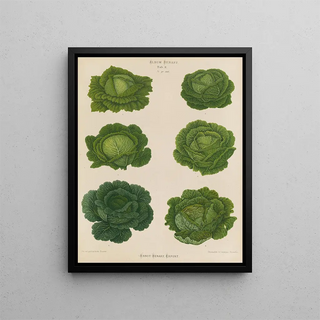Ernst Benary - Savoy Cabbages.webp