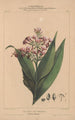 Flore d'Amérique Pl07 - Étienne Denisse — artwork view