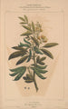 Flore d'Amérique Pl09 - Étienne Denisse — artwork view