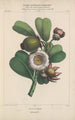 Flore d'Amérique Pl22 - Étienne Denisse — artwork view