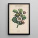 Flore d'Amérique Pl22 - Étienne Denisse — framed artwork on a wall