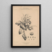 Flore d'Amérique Pl25 - Étienne Denisse — framed artwork on a wall