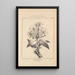 Flore d'Amérique Pl42 - Étienne Denisse — framed artwork on a wall