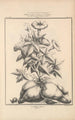 Flore d'Amérique Pl44 - Étienne Denisse — artwork view