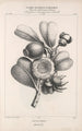Flore d'Amérique Pl46 - Étienne Denisse — artwork view