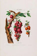 Flore d'Amérique drawn from nature on site Pl025 - Étienne Denisse — artwork view