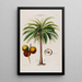 Flore d'Amérique drawn from nature on site Pl065 - Étienne Denisse — framed artwork on a wall
