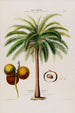 Flore d'Amérique drawn from nature on site Pl065 - Étienne Denisse — artwork view