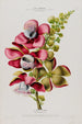 Flore de América dibujada a partir de la naturaleza en el lugar Pl079 - Étienne Denisse — vista de la obra