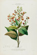 Flore de América dibujada a partir de la naturaleza en el lugar Pl091 - Étienne Denisse — vista de la obra