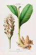 Flore de América dibujada a partir de la naturaleza en el lugar Pl102 - Étienne Denisse — vista de la obra