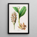 Flore de América dibujada a partir de la naturaleza en el lugar Pl102 - Étienne Denisse — cuadro enmarcado en la pared