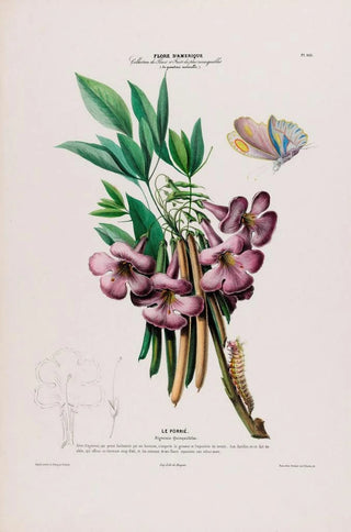 Etienne Denisse - Flore dAmerique dessinee dapres nature sur les lieux Pl105.webp
