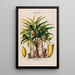 Flore d'Amérique drawn from nature on site Pl117 - Étienne Denisse — framed artwork on a wall