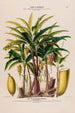 Flore d'Amérique drawn from nature on site Pl117 - Étienne Denisse — artwork view