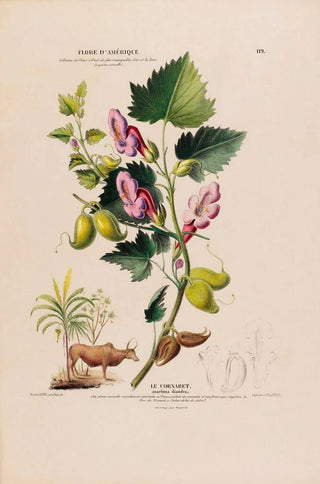 Etienne Denisse - Flore dAmerique dessinee dapres nature sur les lieux Pl119.webp