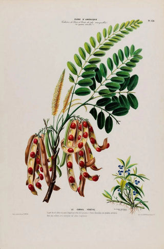 Etienne Denisse - Flore dAmerique dessinee dapres nature sur les lieux Pl138.webp