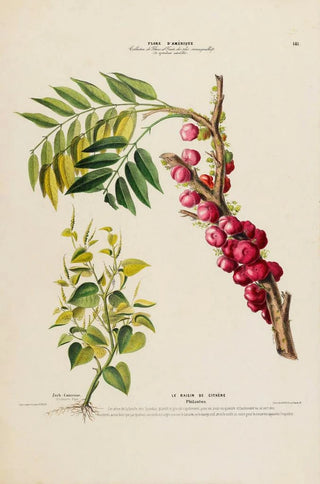 Etienne Denisse - Flore dAmerique dessinee dapres nature sur les lieux Pl141.webp
