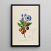 Flore d'Amérique drawn from nature on site Pl154 - Étienne Denisse — framed artwork on a wall
