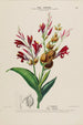 Flore d'Amérique drawn from nature on site Pl167 - Étienne Denisse — artwork view