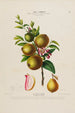 Flore d'Amérique dessinée d'après nature sur les lieux Pl170 - Étienne Denisse — artwork view