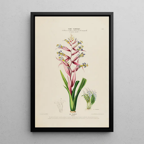Etienne Denisse - Flore dAmerique dessinee dapres nature sur les lieux Pl175.webp