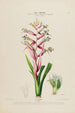 Flore de América dibujada a partir de la naturaleza en el lugar Pl175 - Étienne Denisse — vista de la obra