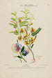 Flore d'Amérique drawn from nature on site Pl176 - Étienne Denisse — artwork view