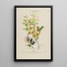 Flore d'Amérique drawn from nature on site Pl176 - Étienne Denisse — framed artwork on a wall