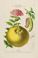 Flore d'Amérique drawn from nature on site Pl192 - Étienne Denisse — artwork view