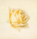 Estudio de una Rosa - Paul de Longpré — vista de la obra