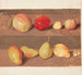 Estudio de flores y frutas - Johanna Fosie — vista de la obra