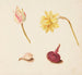 Reproduction of the painting Study of flowers and vegetables - Johanna Fosie
