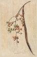 Study of a branch bearing fruits - Ferdinand Keller — artwork view