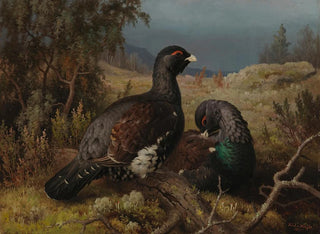 Coqs de grand tétras - Ferdinand von Wright — vista de la obra