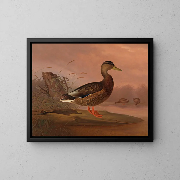 Pato colvert - Ferdinand von Wright — cuadro enmarcado en la pared